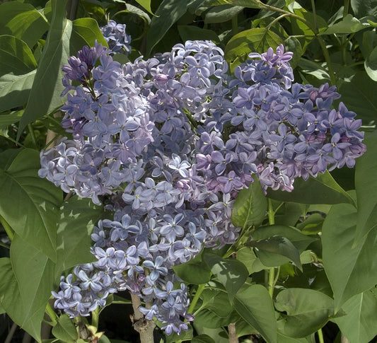 Syringa vulgaris 'President Lincoln' - Lilac