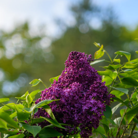 Syringa vulgaris 'Znamya Lenina' - Lilac