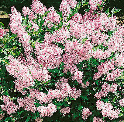 Syringa patula 'Miss Kim'