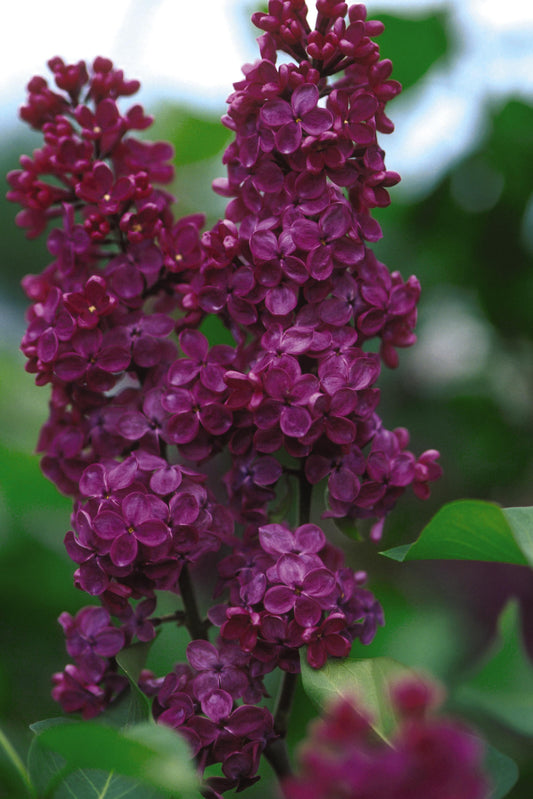 Syringa vulgaris 'Ludwig Spaeth'  - Lilac (Deep Dark Purple)