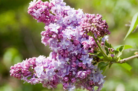 Syringa vulgaris 'President Grevy' - Lilac