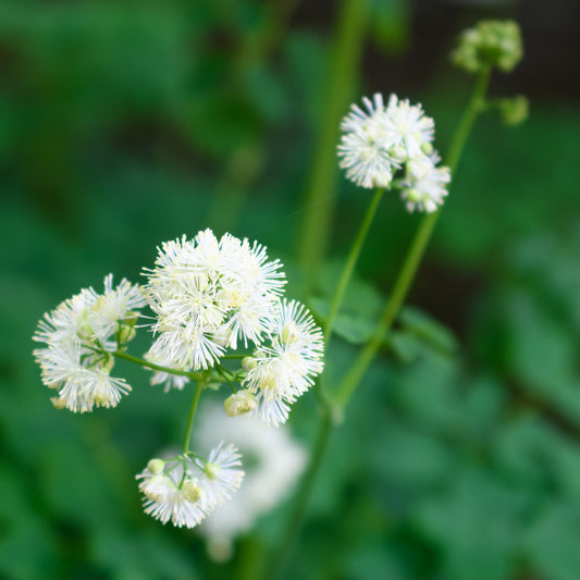 Thalictrum aquilegifolium