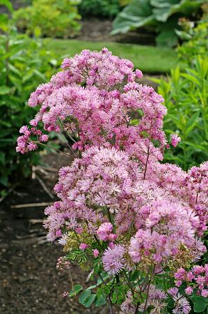 Thalictrum aquilegiifolium