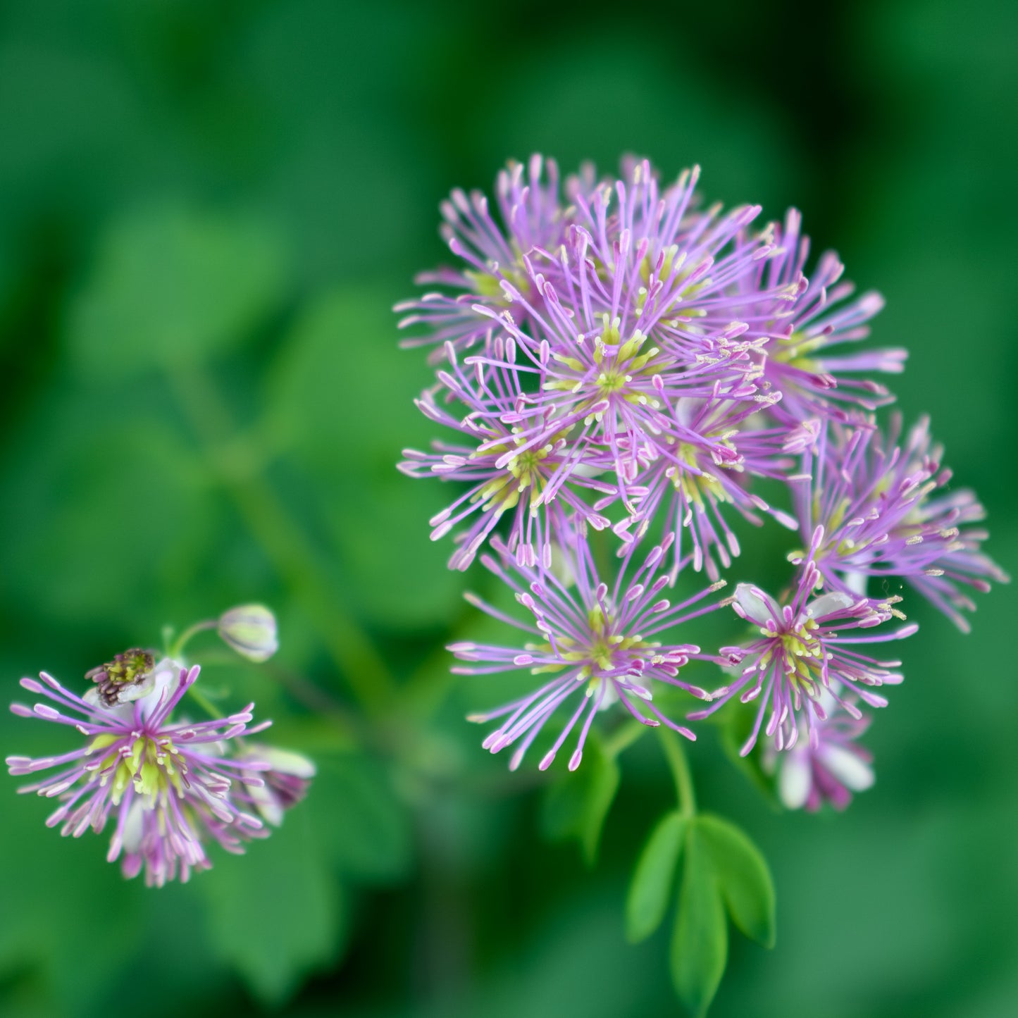 Thalictrum aquilegifolium 'My Little Favorite'