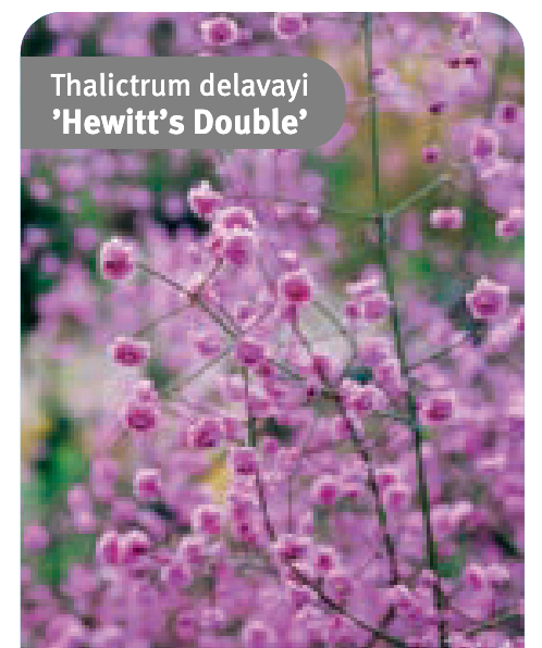 Thalictrum delavayi 'Hewitt's Double' (Meadow-Rue)