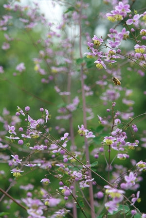 Thalictrum rochebrunianum