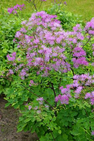 Thalictrum 'Black Stockings' (Meadow-Rue)
