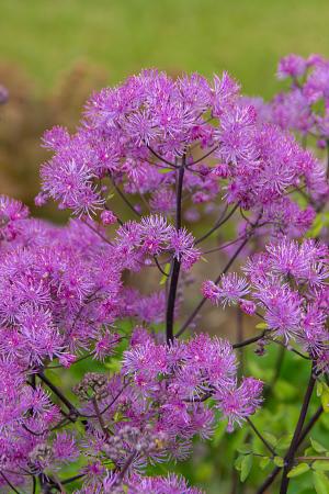 Thalictrum 'Black Stockings' (Meadow-Rue)
