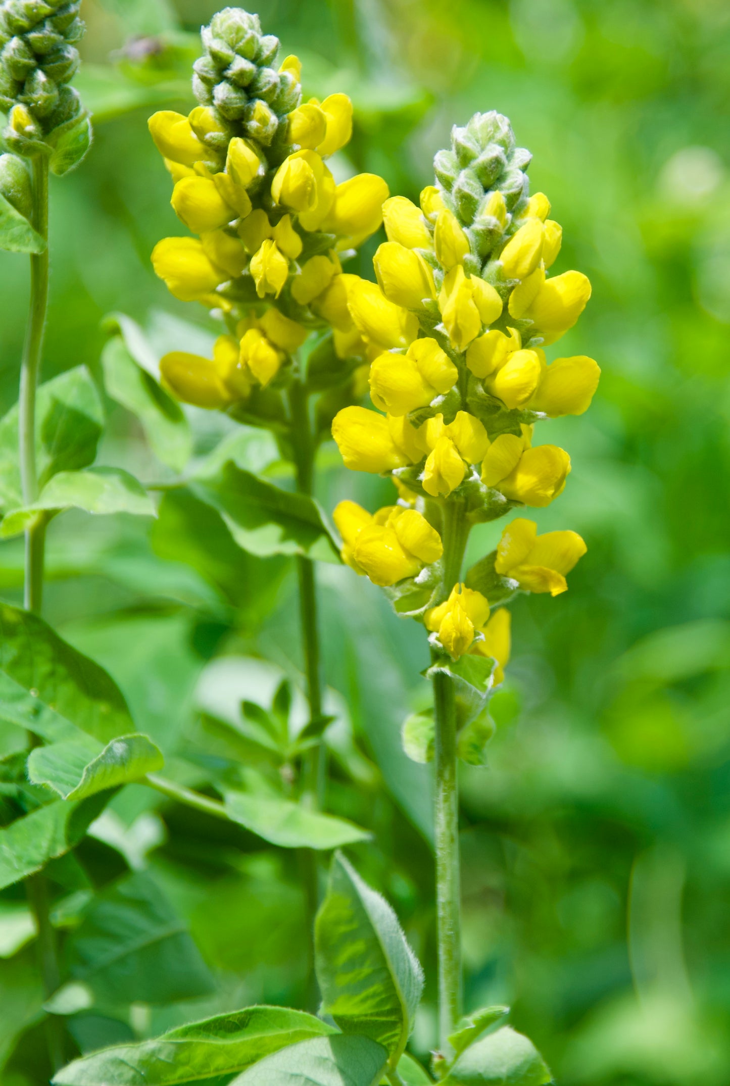 Thermopsis lanceolata