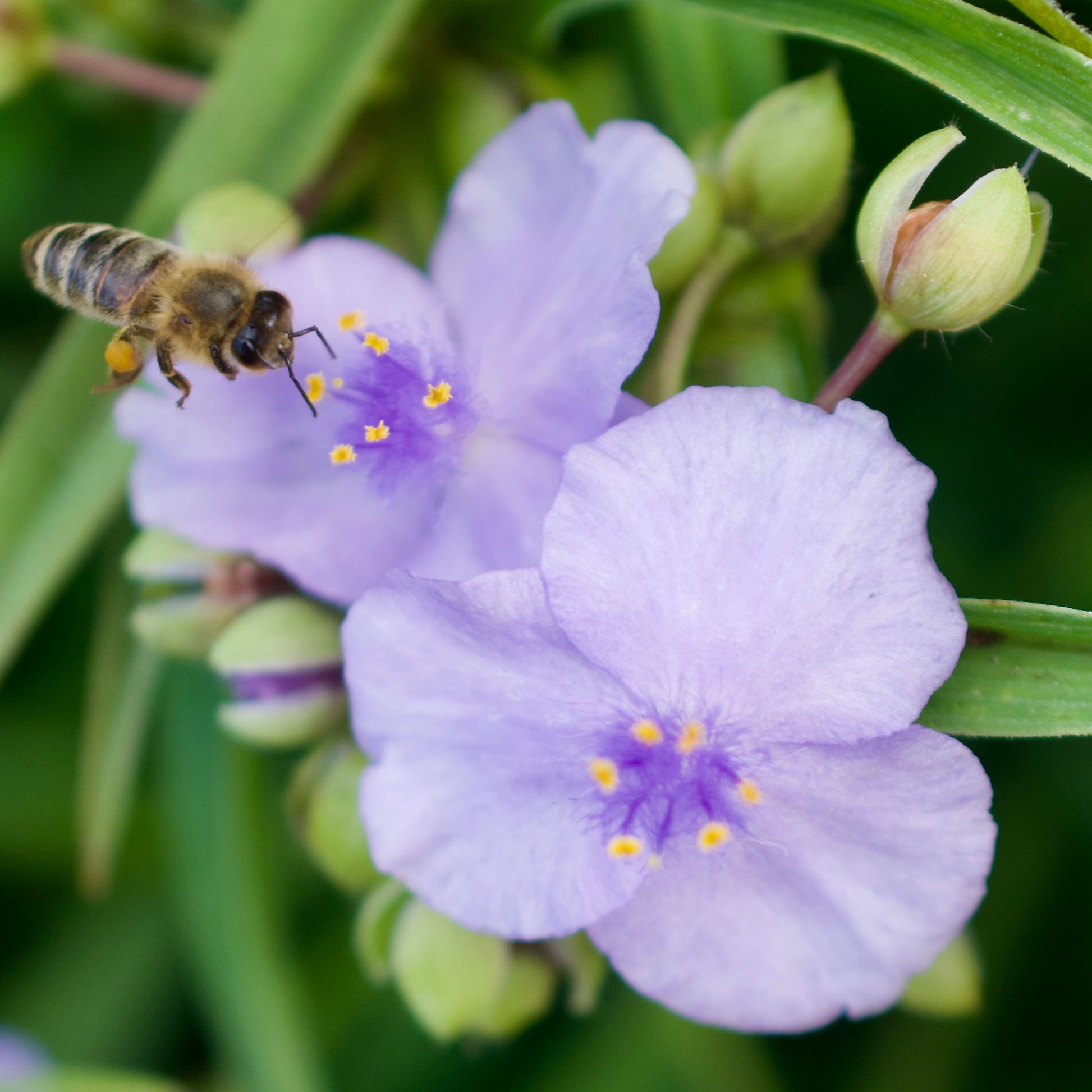 Tradescantia andersoniana group 'Little Doll'