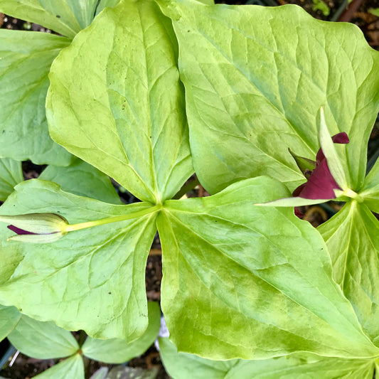 Trillium erectum (Red)