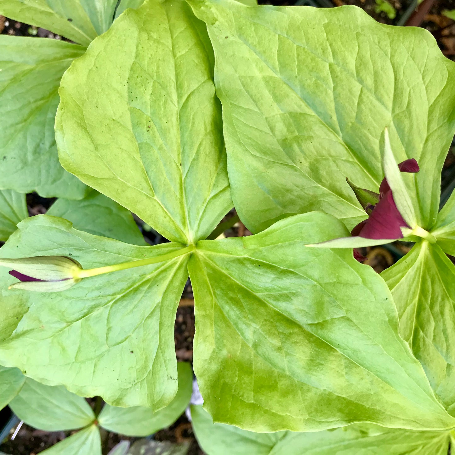 Trillium erectum (Red)