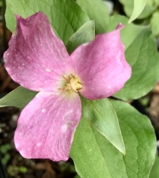 Trillium grandiflorum