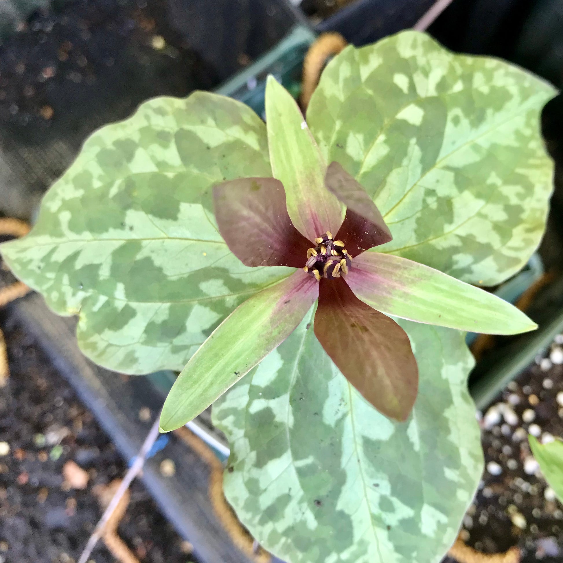 Trillium sessile