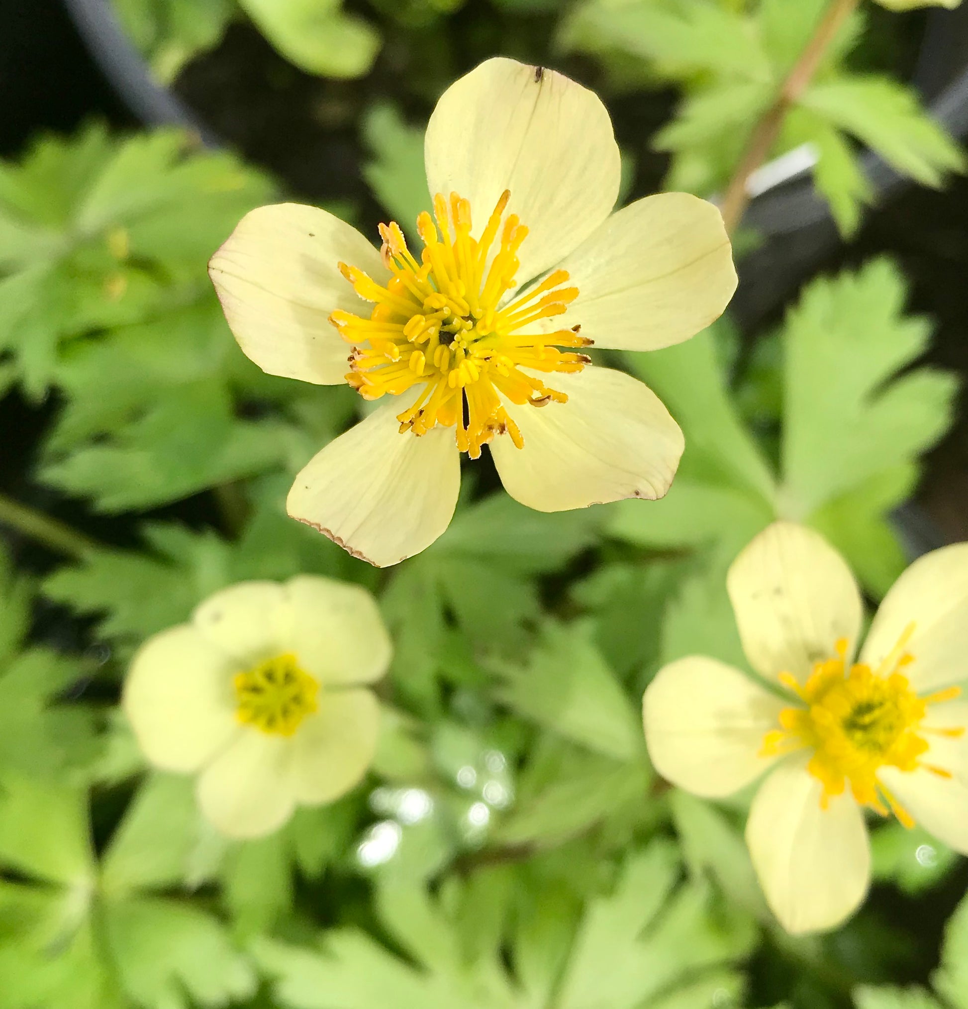 Trollius laxus