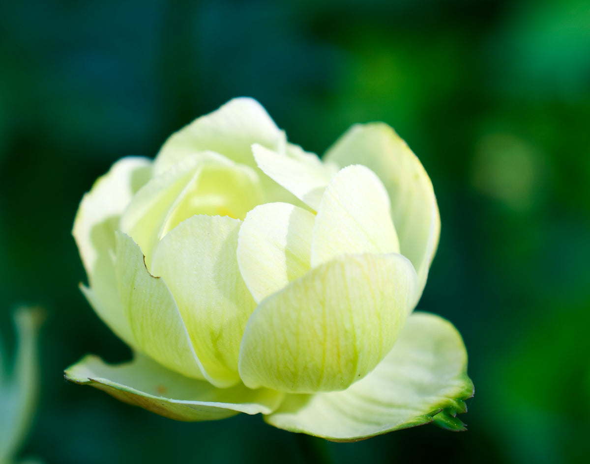 Close-up image of a pale yellow, double-flowered plant, likely to be Trollius x cultorum 'Cheddar', in a natural outdoor setting.