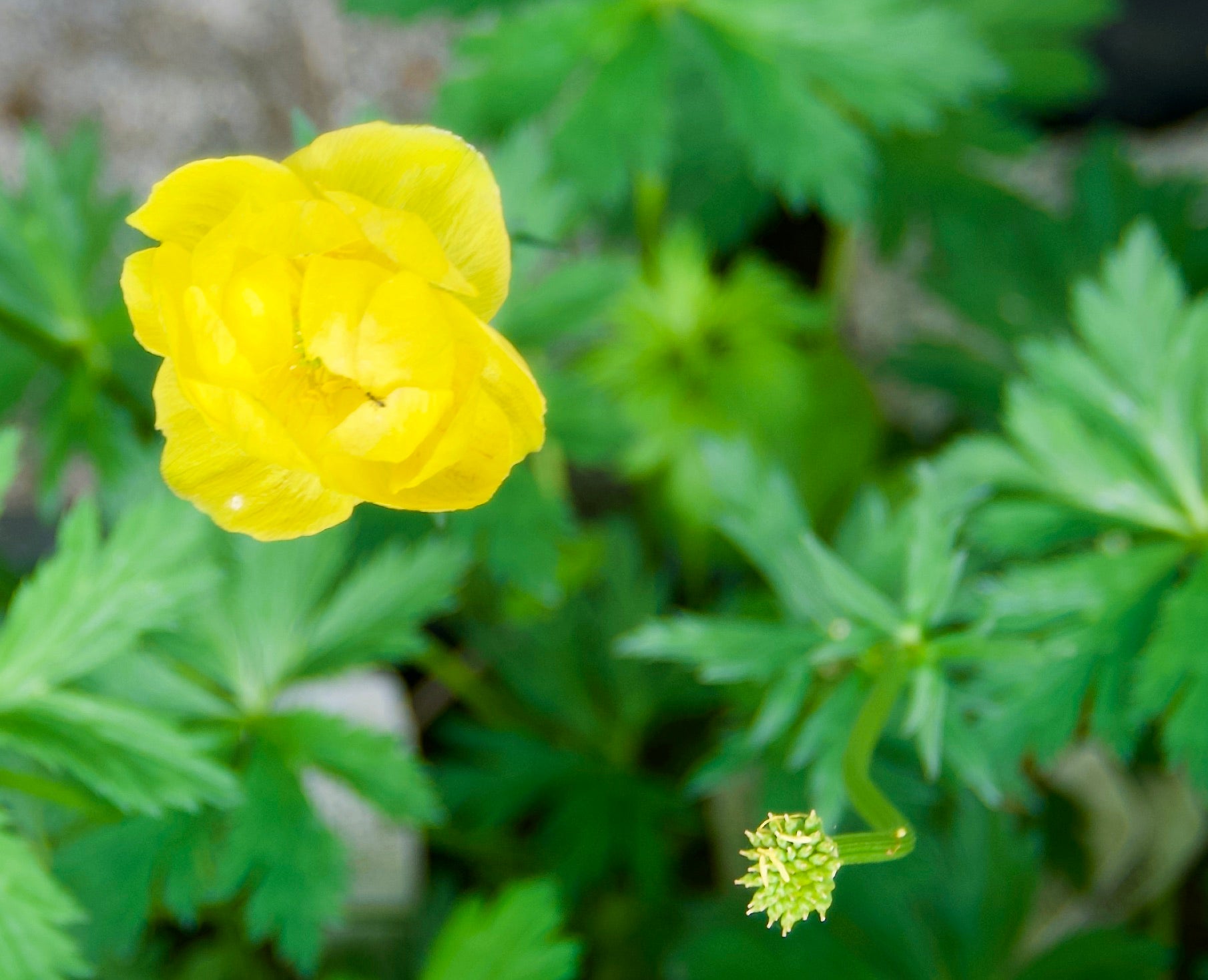 Trollius x cultorum 'Lemon Queen'