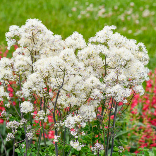 Thalictrum 'Cotton Ball' (Meadow-Rue)
