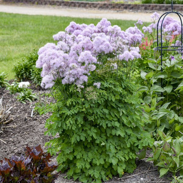 Thalictrum x 'Cotton Candy' (Meadow-Rue) – Fieldstone Gardens Inc