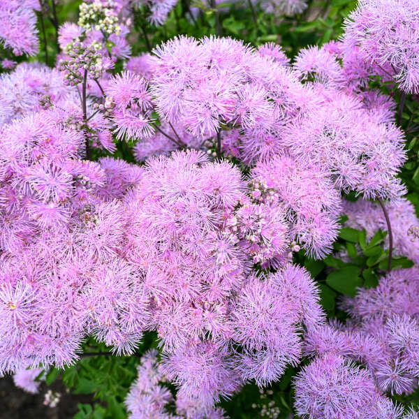 Thalictrum x 'Cotton Candy' (Meadow-Rue)