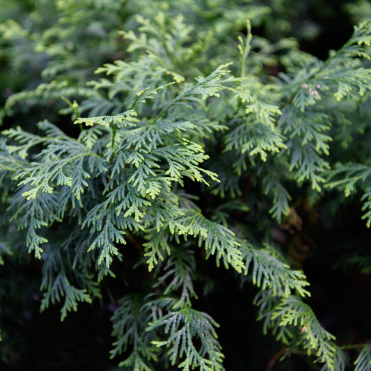 Thuja 'Technito' - Arborvitae