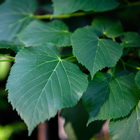 Tilia americana (American Linden)