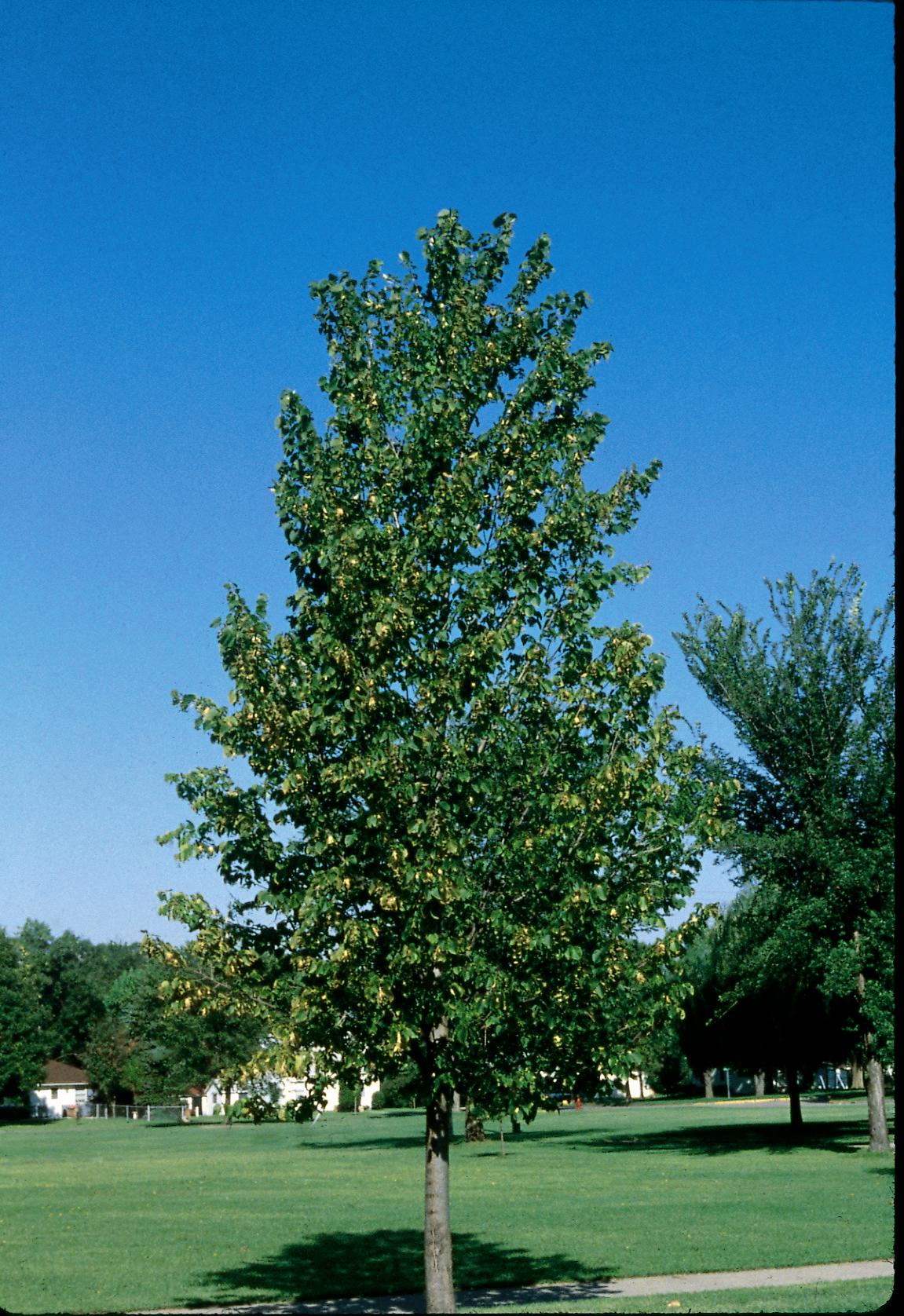 Tilia americana 'Boulevard'