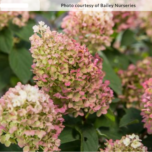 Hydrangea paniculata 'Little Hottie®'