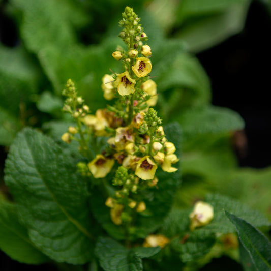Verbascum x 'Dark Eyes' (Mullein)