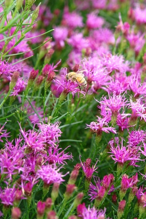 Vernonia lettermannii 'Iron Butterfly'