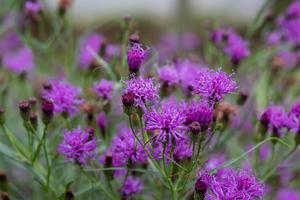 Vernonia  x  'Summer's Surrender'