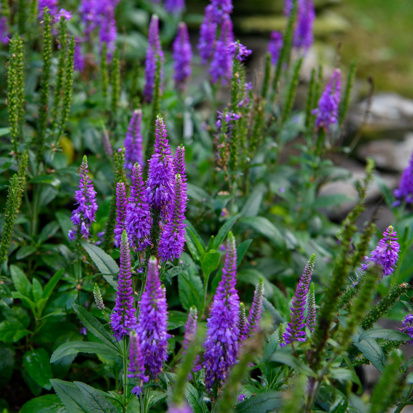 Veronica longifolia 'Vernique Shining Sea'