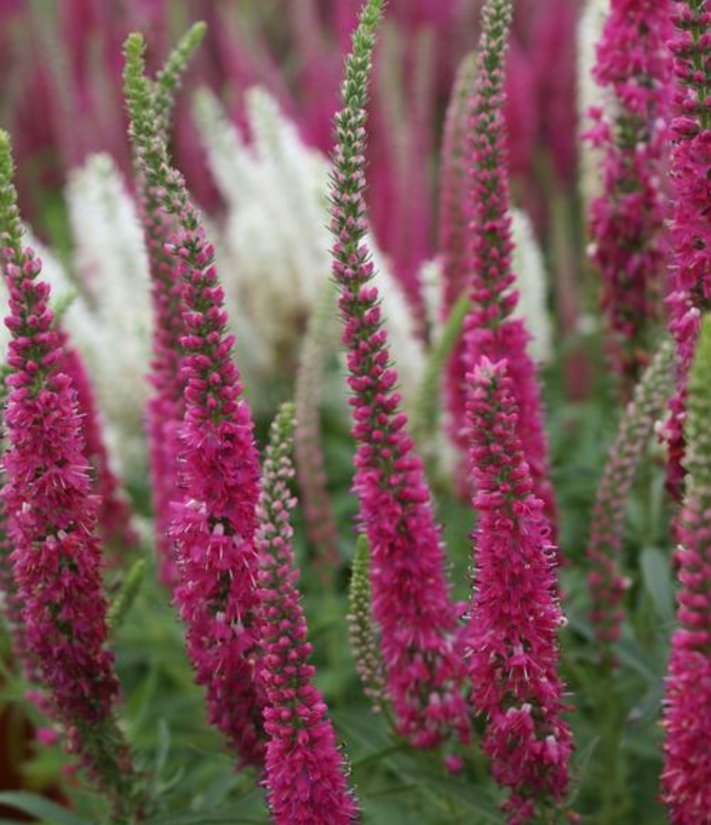 Veronica spicata 'Red Fox'