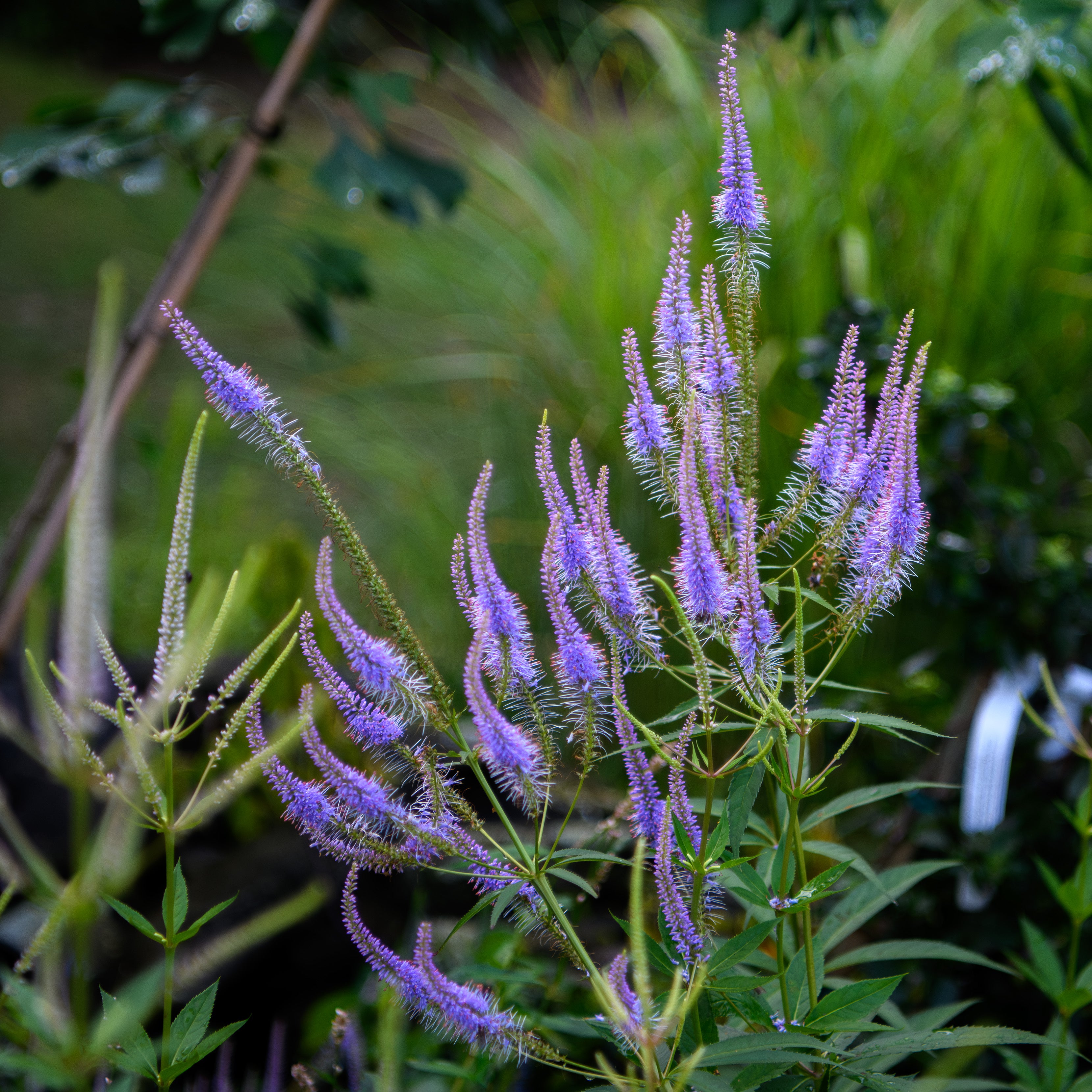 Veronicastrum virginicum 'Cupid' (Culver’s Root) – Fieldstone Gardens Inc