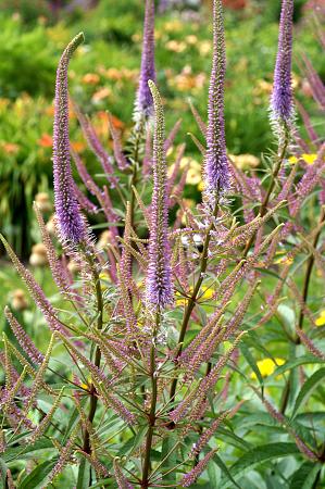 Fieldstone Gardens Veronicastrum virginicum Fascination