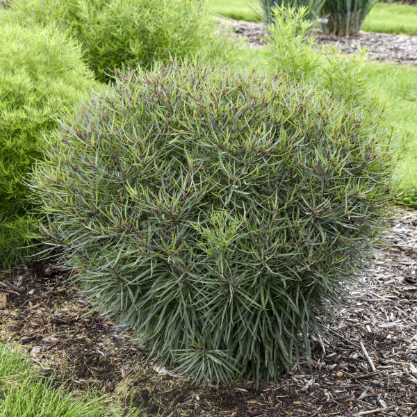 Vernonia 'Prairie Princess' (Ironweed)