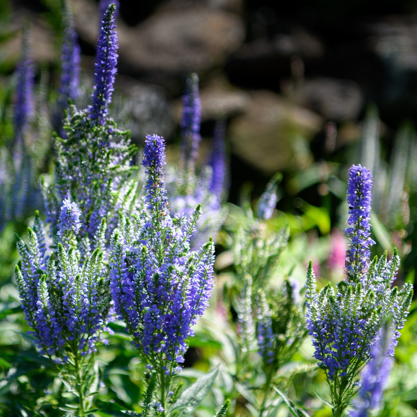 Close-up of blue flowering plants with a blurred natural background