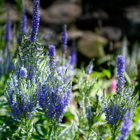 Close-up of blue flowering plants with a blurred natural background