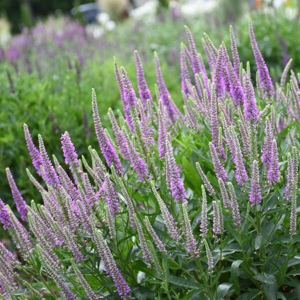 Veronica x 'Da Vinci Delight' (Speedwell)