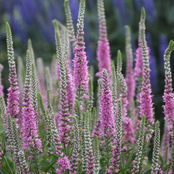 Veronica x 'Perfectly Picasso' (Speedwell)
