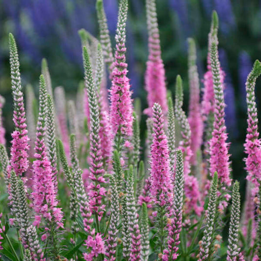 Veronica x 'Perfectly Picasso' (Speedwell)