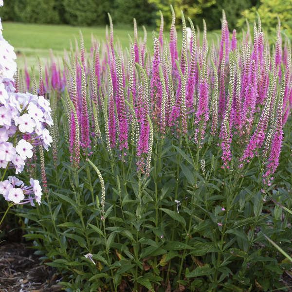 Veronica x 'Perfectly Picasso' (Speedwell)