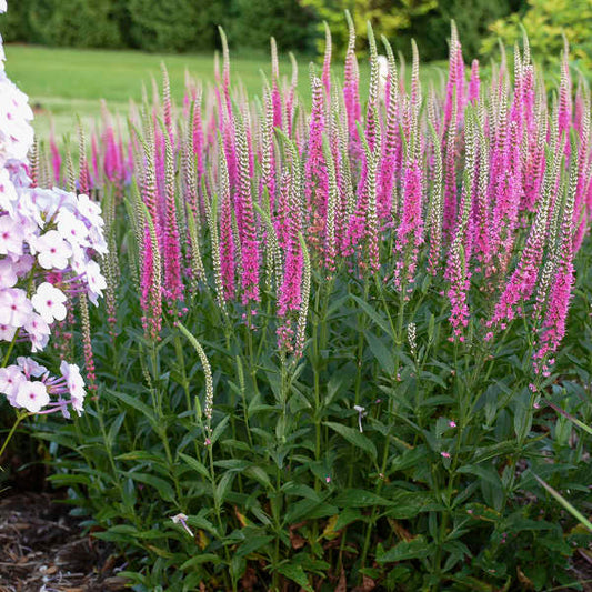 Veronica x 'Perfectly Picasso' (Speedwell)