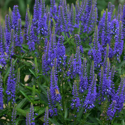 Veronica x  'Royal Rembrandt'