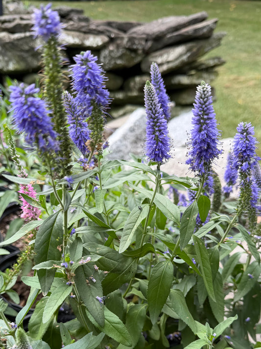 Purple periwinkle flowers with green leaves blooming in a garden setting with a stone wall in the background.