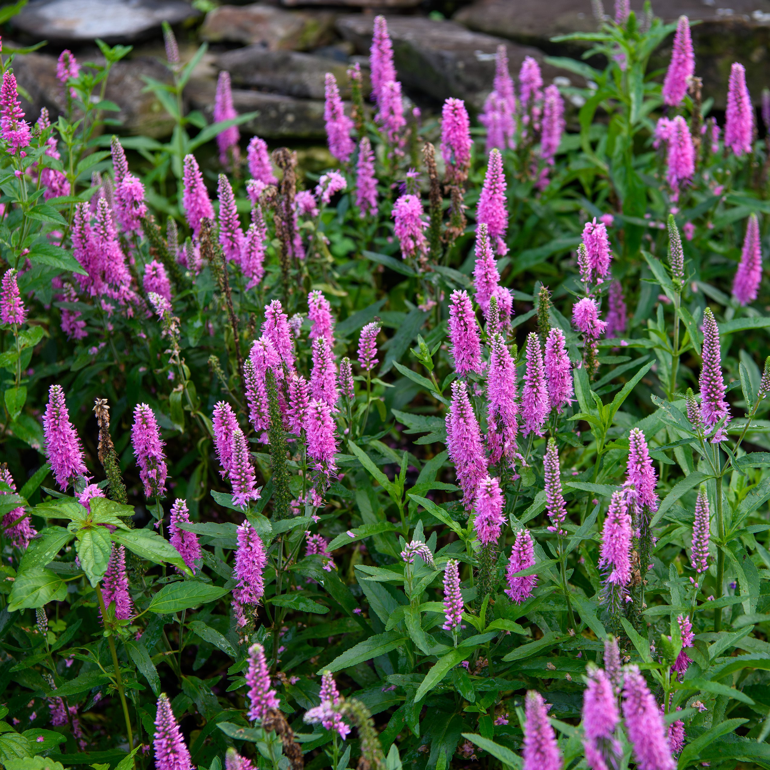 Veronica longifolia 'Skyward Pink' (Speedwell) – Fieldstone