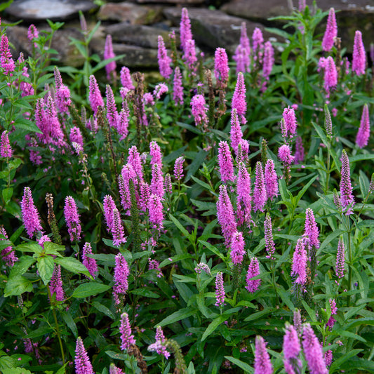 A garden bed with Veronica longifolia 'Skyward Pink' plants, featuring fluffy pink flower wands.