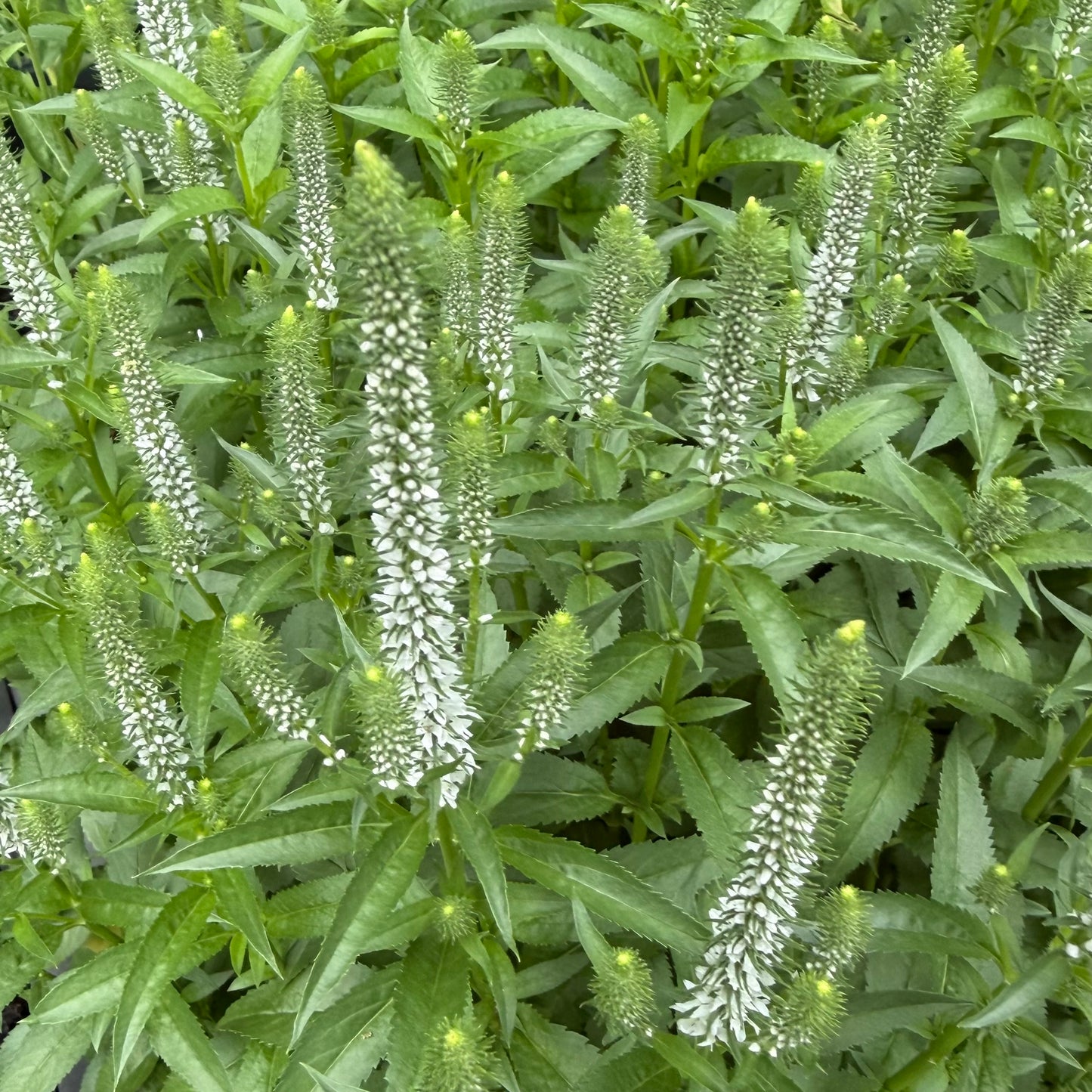Close-up of green plants with long, thin leaves and small white flowers.