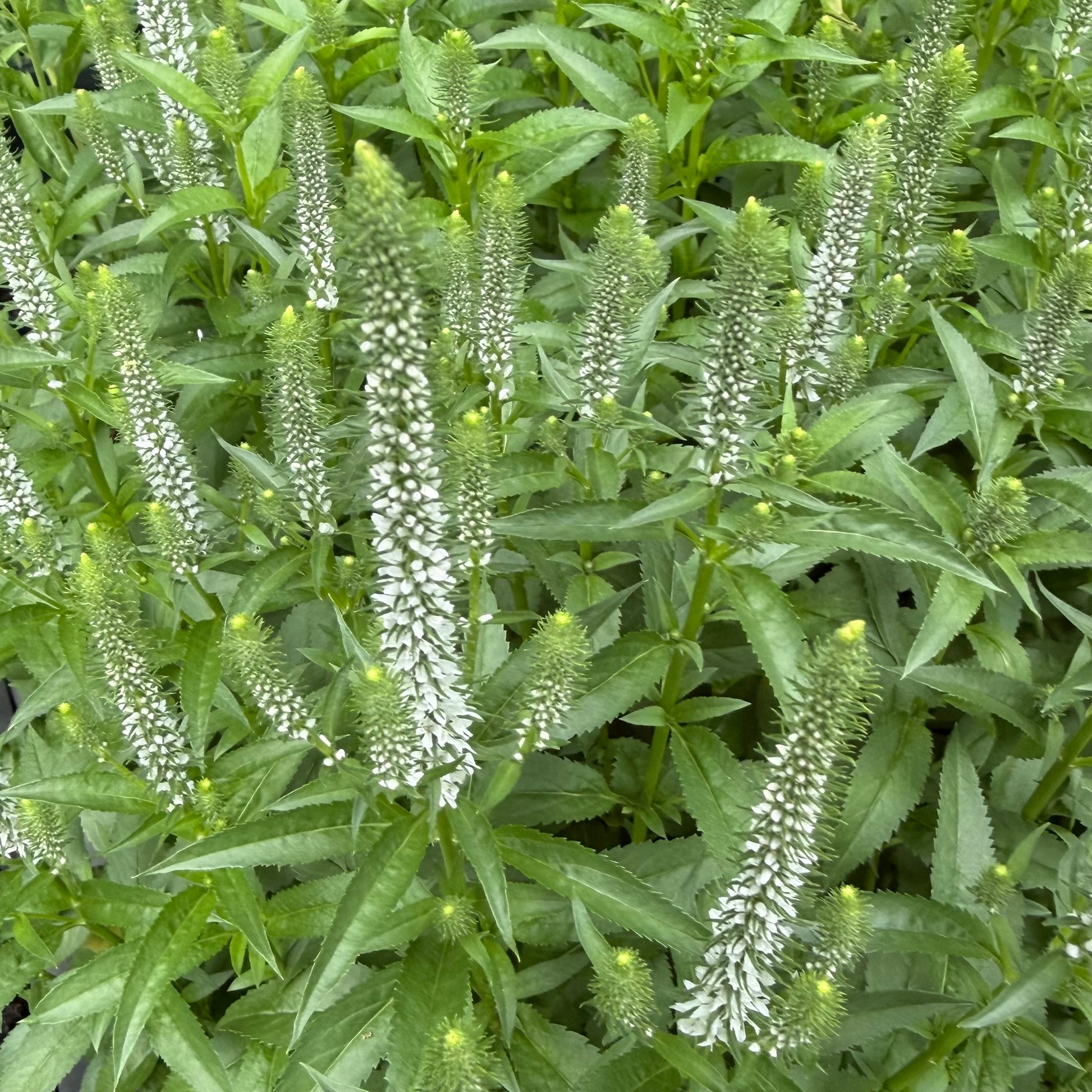 Close-up of green plants with long, thin leaves and small white flowers.