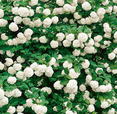 Viburnum opulus 'Roseum'